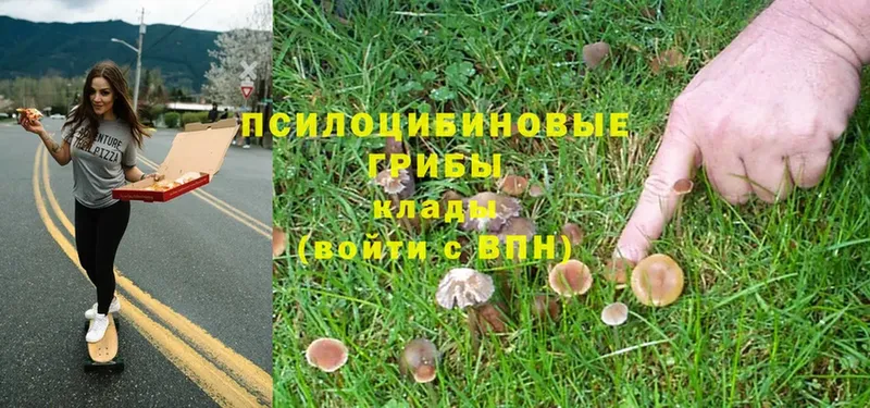 blacksprut ТОР  магазин продажи наркотиков  Кингисепп  Галлюциногенные грибы Psilocybe 